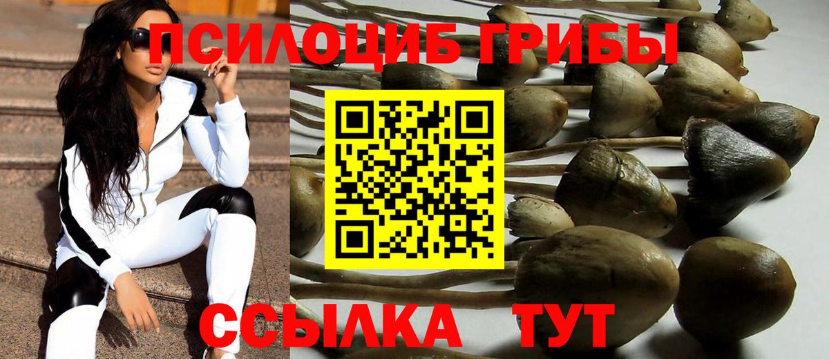 Галлюциногенные грибы Psilocybe Норильск
